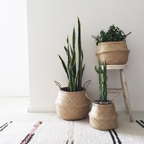 Neutral space brought to life with a trio of indoor pot plants.