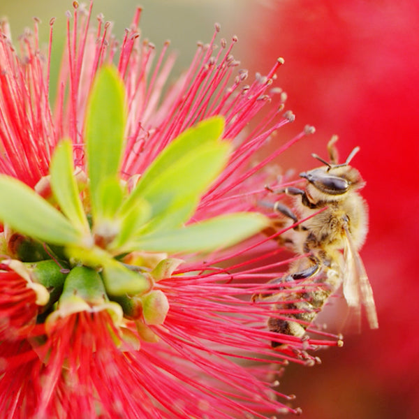 closeup of a bee on a red flower