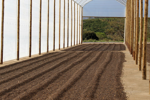 Natural processed coffee at Fazenda Santa Clara