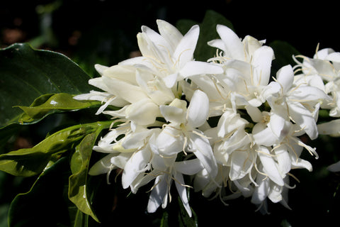 Blooming of the organic coffee at Fazenda Santa Clara