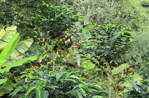 Coffee growing at Finca Rayo el Sol