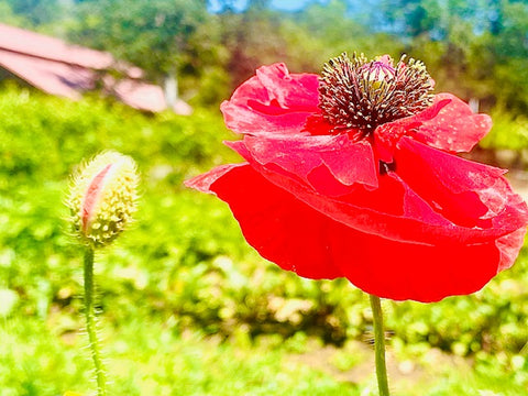 Red Poppy Seeds, Papaver rhoeas