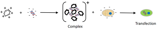 SnapFect solution visual