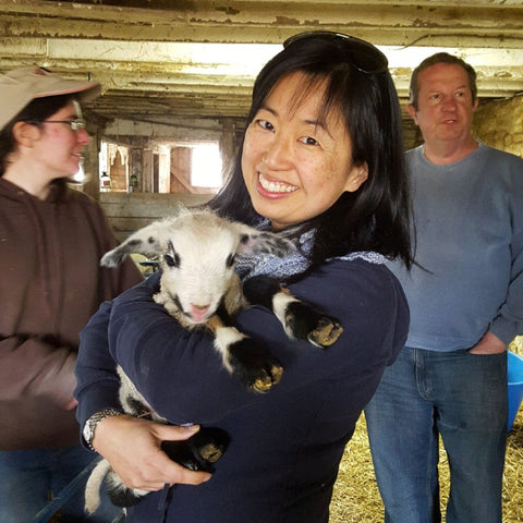 CVM sheep shopping at Marushka Farms, Danville, PA