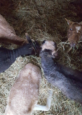 sheep eating hay as if they were raised in a barn or something