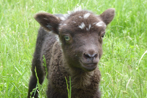 Shetland ewe lamb Middle Brook Fiberworks