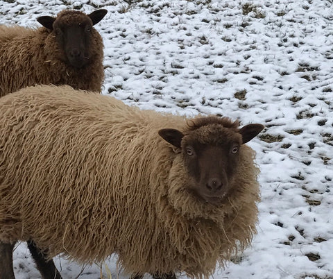 Shetland sheep