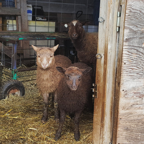 Shetland sheep lambs
