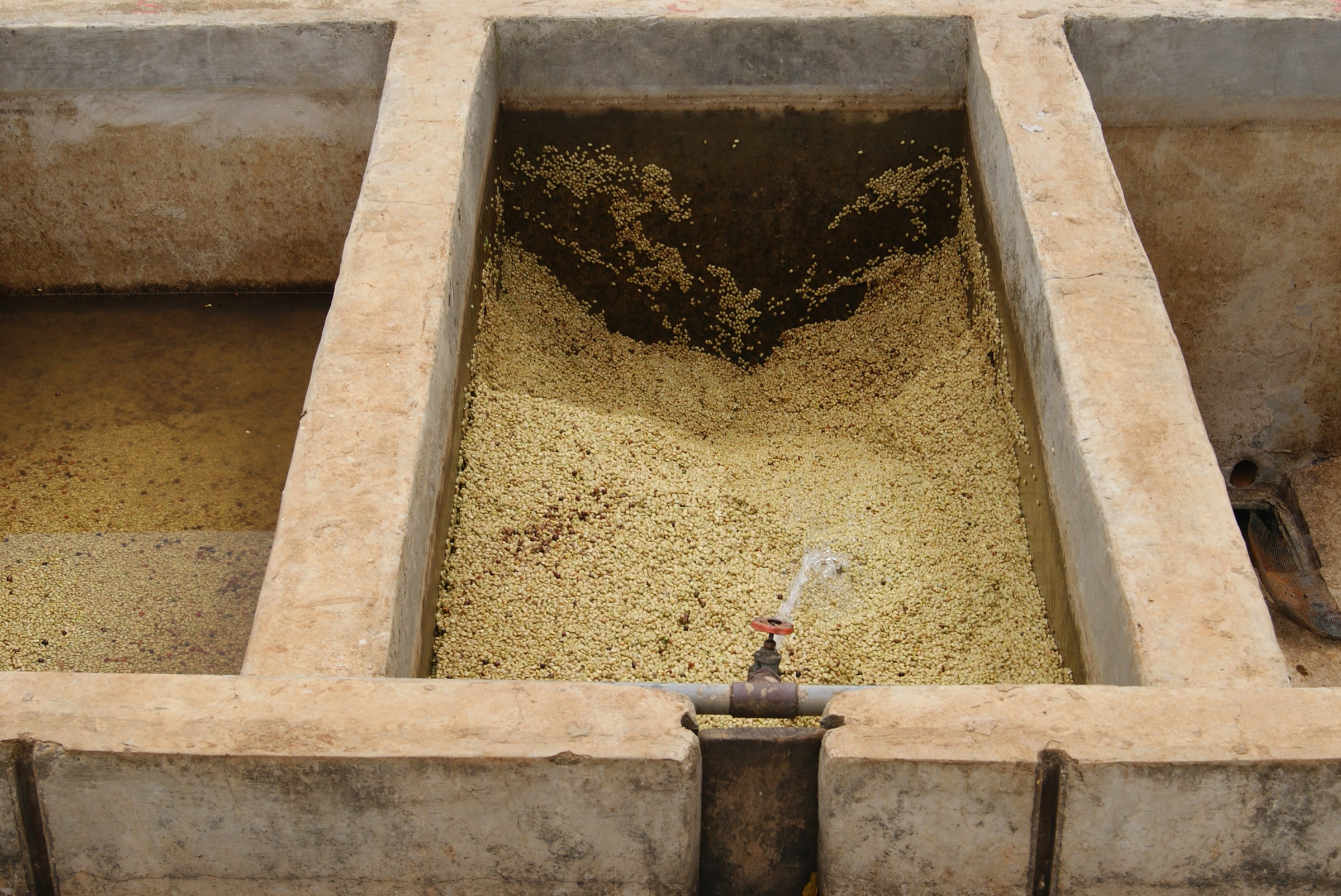 washed-coffee-processing-origin-coffee