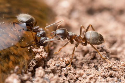 ant control product collection