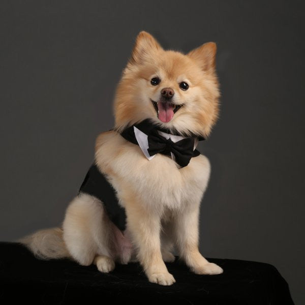Black Tuxedo Dog Harness With Tails, Bow Tie, and Cotton Collar - ZoeDoggy of Beverly Hills