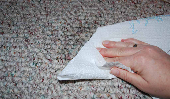 Blotting rug stain with paper towel