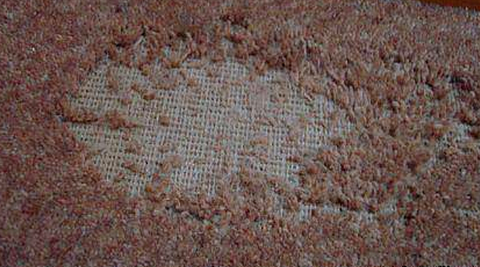 Rug with moth infestation