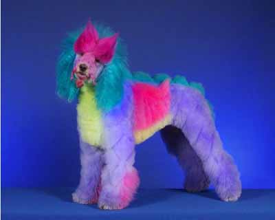 Multi coloured poodle