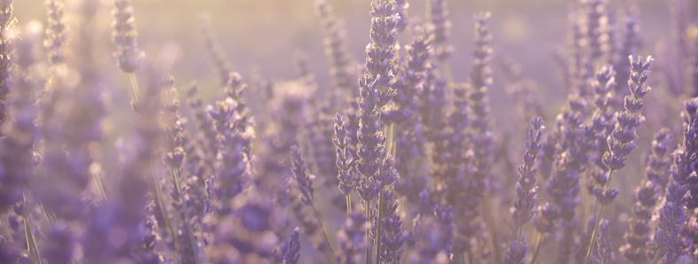 Scent image lavender