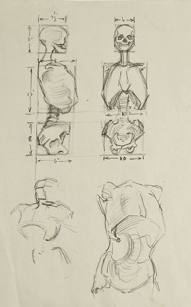 Anatomy Skeleton Study Drawing – Artifax antiques & design