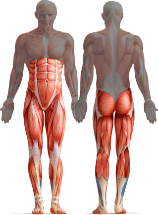 Muscles used for walking