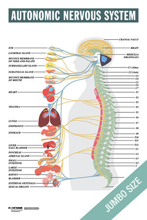 Spine And Nervous System Chart