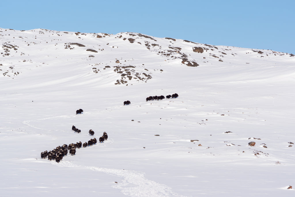 A large herd of muskox moving through the hills near Kugluktuk (Credit: DNV Photo)