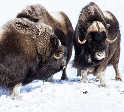 Bull Muskox near Kugluktuk (Credit: Brad Wutke)