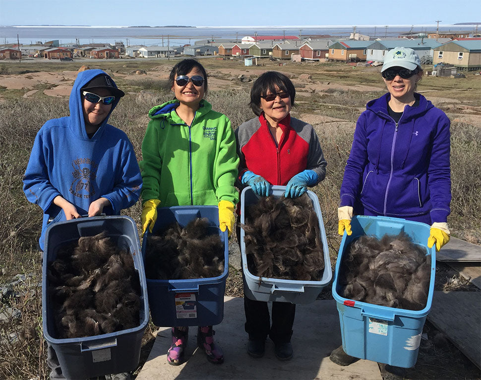Photo of summer workers and qiviut (Credit: Nunavut Qiviut)