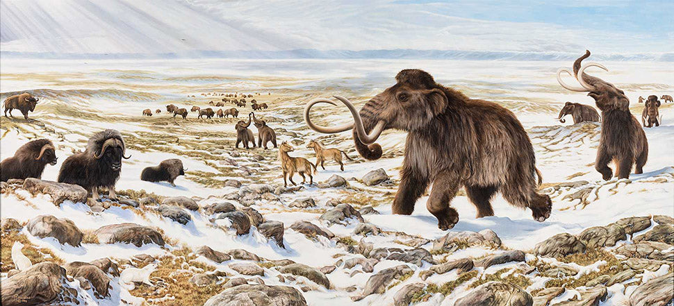 Beringia Photo of Muskox and Wooly Mammoth