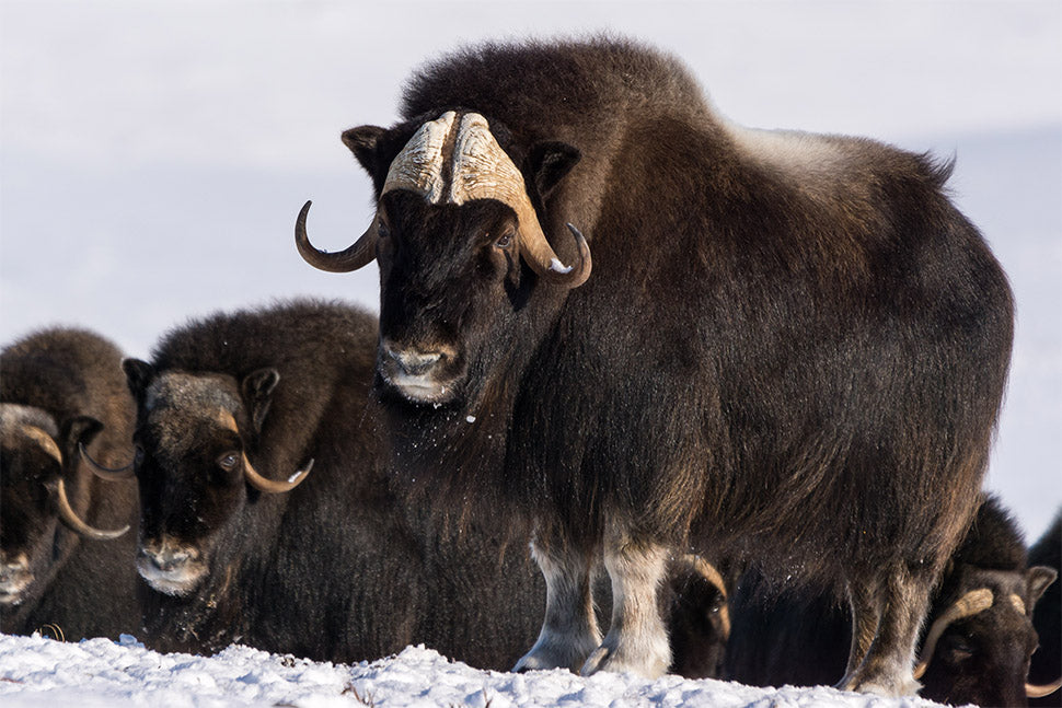 Photo of Muskox (Credit: DNV Photo)