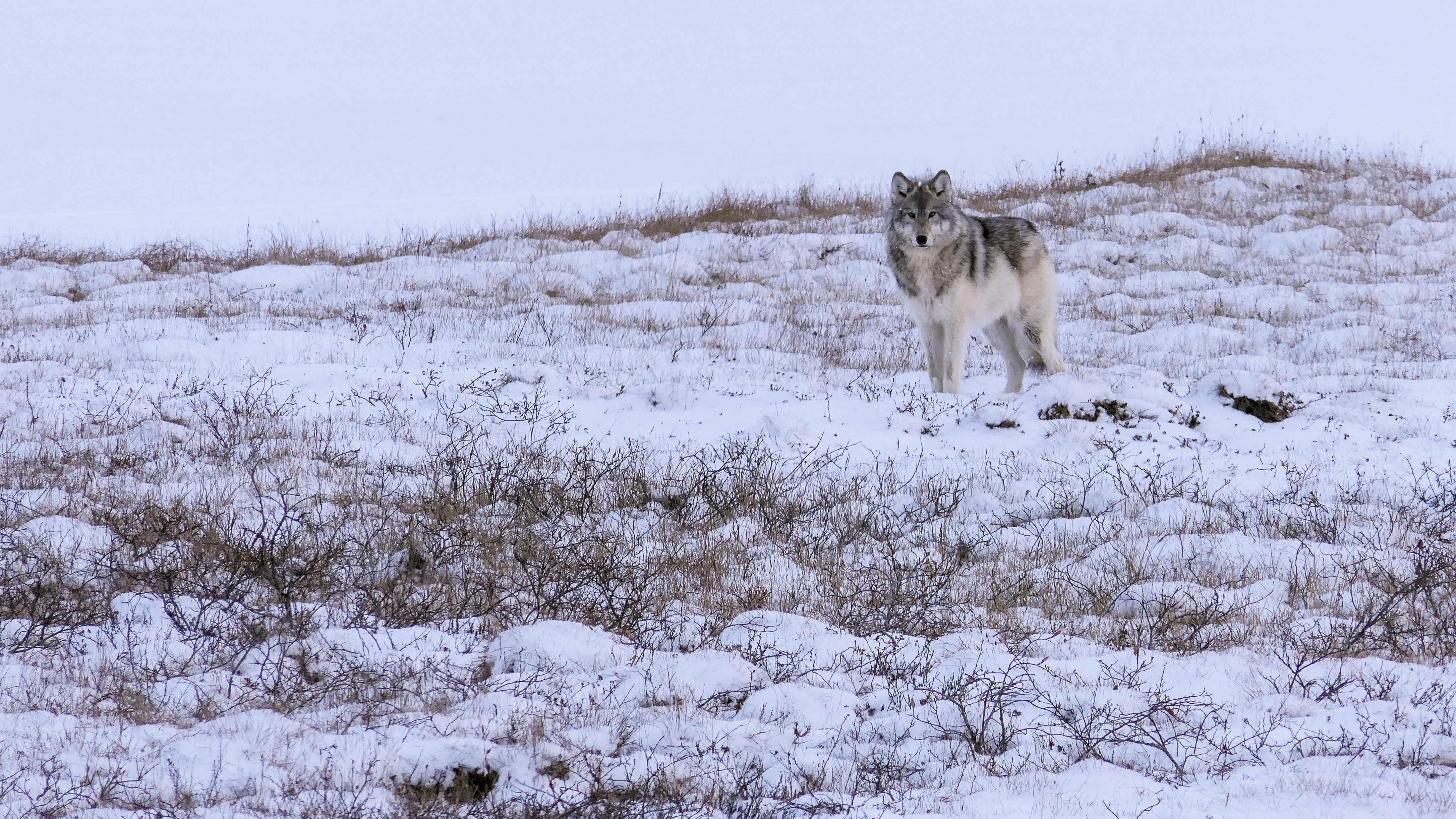 Arctic Wolf (Credit: Umingmak Productions)