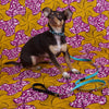 The Clinton Hill Leash
