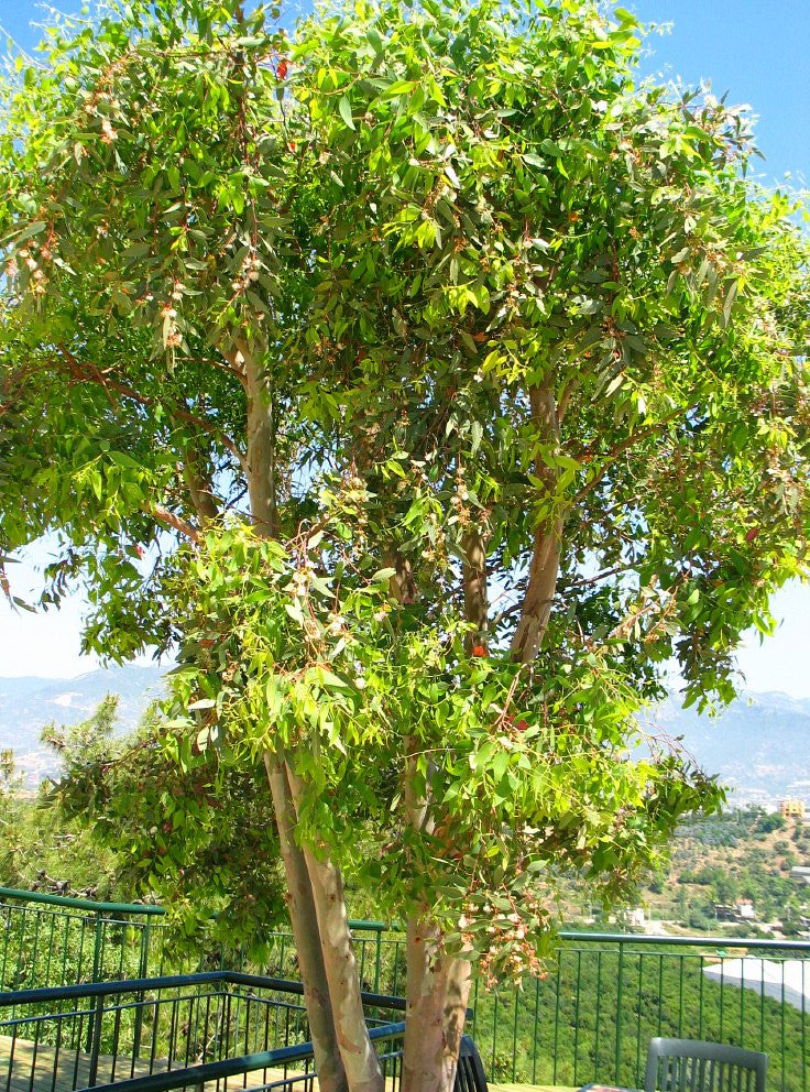 Eucalyptus, Blue Gum, Globulus- Organically Cultivated - blossom • a healing garden
