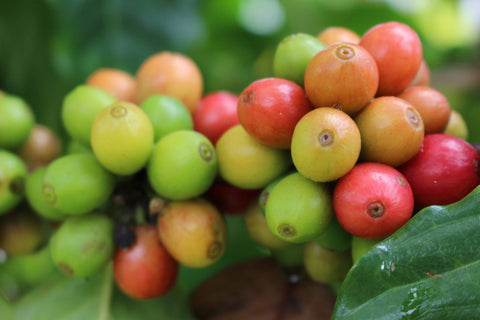 coffee cherries by Annelies Vos