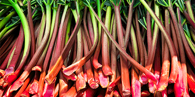 Rhubarb