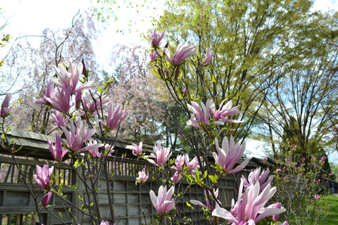 Pink Magnolia Flower