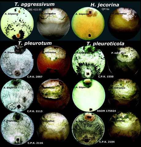 Mold Images-Clean Air Plus