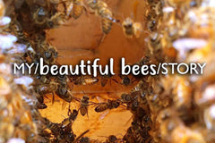 My Beautiful Bees Story