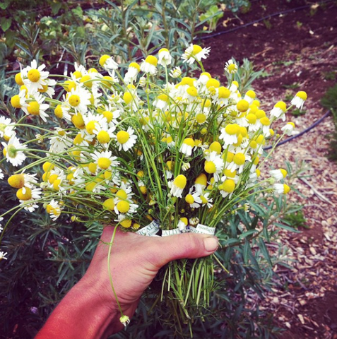 medicinal herb garden