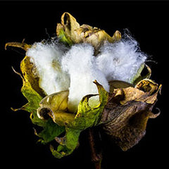 Cotton Flower