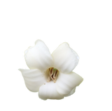 Flora Corona Puakenekene Flower