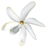 Flora Corona Tahitian Gardenia