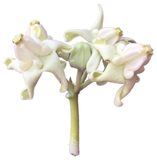 Flora Corona Crown Flower