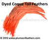 Coque Tail Bleached Dyed 14”/16” 10 Pcs.