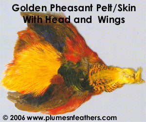 Golden Pheasant Pelt (Skin)