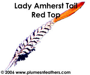 Lady Amherst Nat. "Redtop" Tail 10"/12"