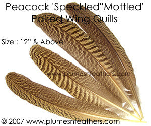 Peacock Mottled Wing Quills 12"Up