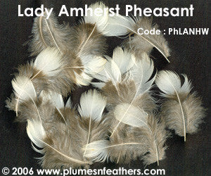 Lady Amherst Plumage 'D'