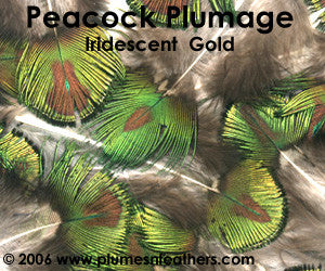 Gold Plumage (Iridescent) 25 Pcs.