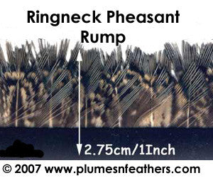 PH16 Pheasant Ringneck Fringe