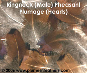 Ringneck Plumage 'Hearts' 'M' 25 Pcs.