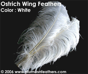 Ostrich Wing Bl. White +25"