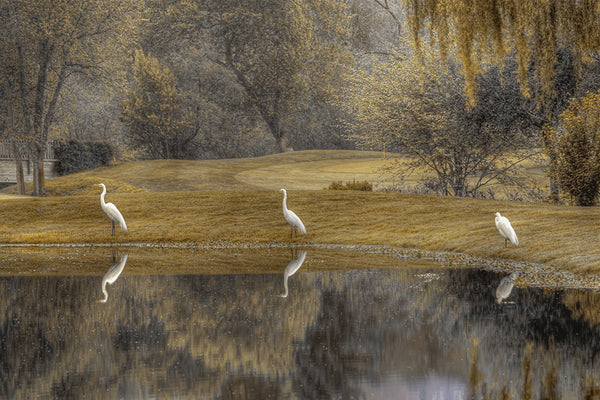 Guardians of the Lake - Eduardo Fujii 1st place 4th International Color Awards